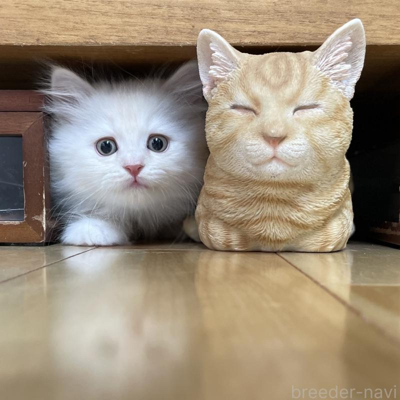 成約済の愛知県のミヌエット-129447の9枚目