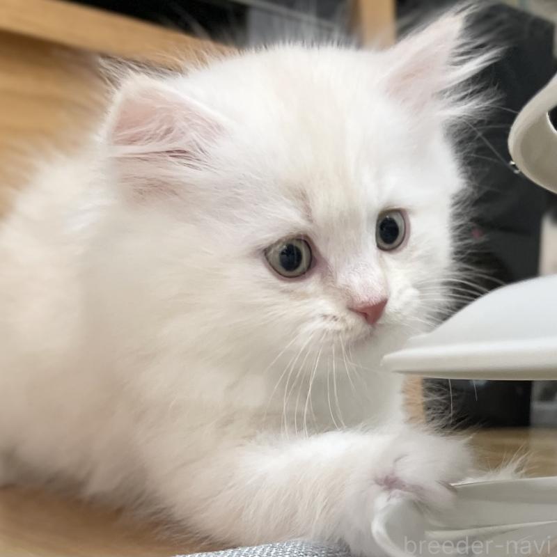 成約済の愛知県のミヌエット-129447の8枚目