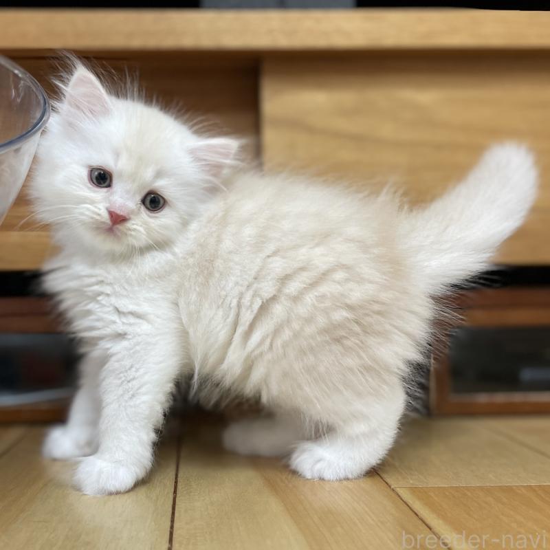 成約済の愛知県のミヌエット-129447の7枚目