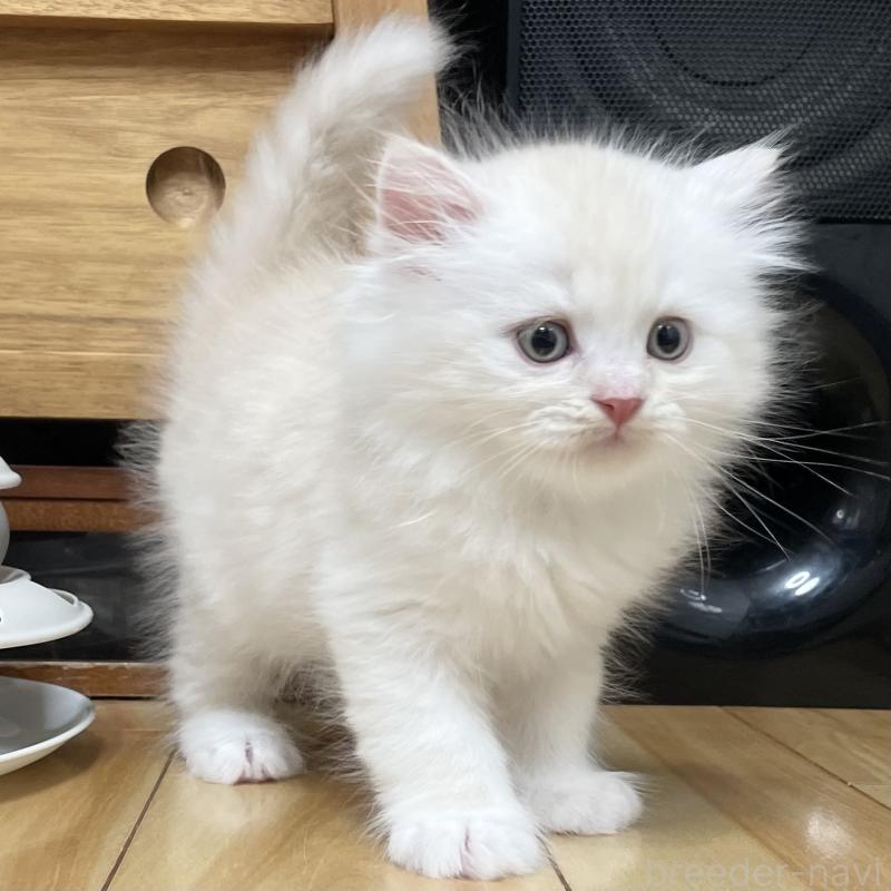 成約済の愛知県のミヌエット-129447の6枚目