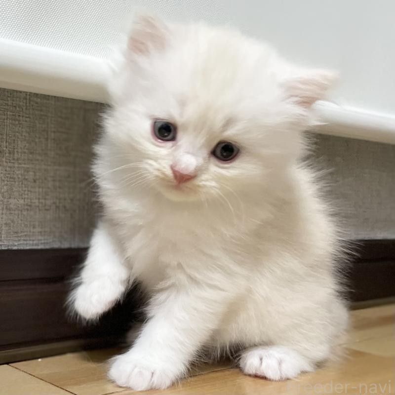 成約済の愛知県のミヌエット-129447の5枚目