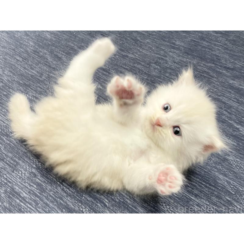 成約済の愛知県のミヌエット-129447の4枚目