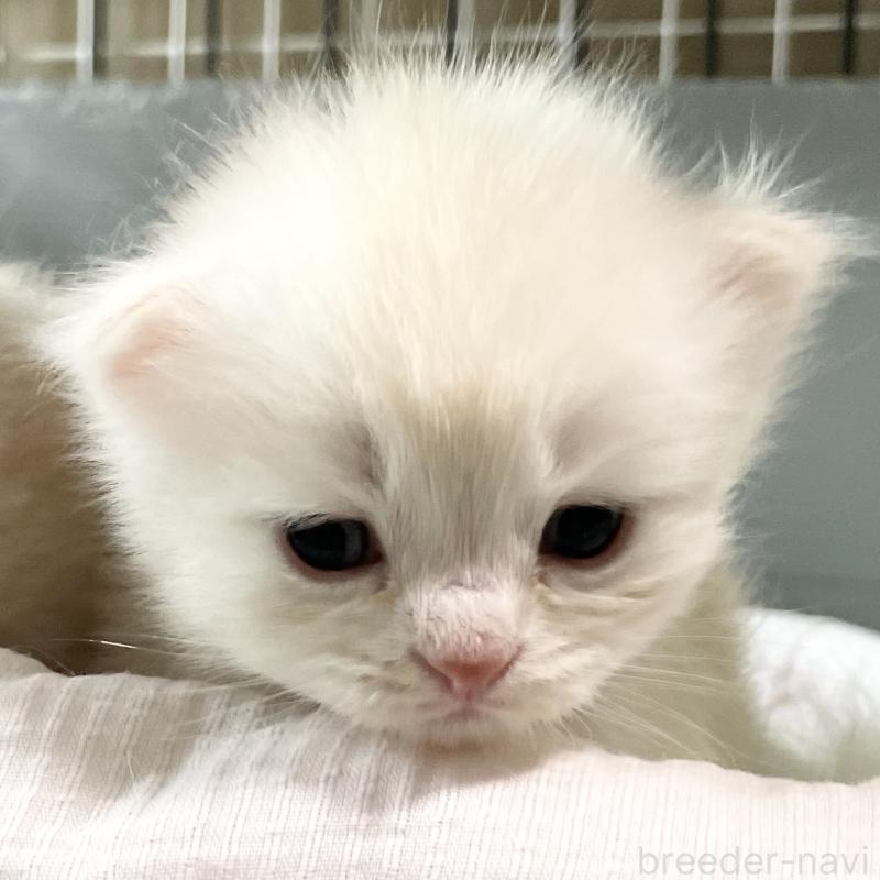 成約済の愛知県のミヌエット-129447の3枚目