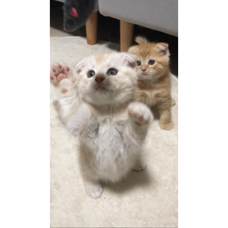 成約済の千葉県のスコティッシュフォールド(折れ耳)-130720の2枚目