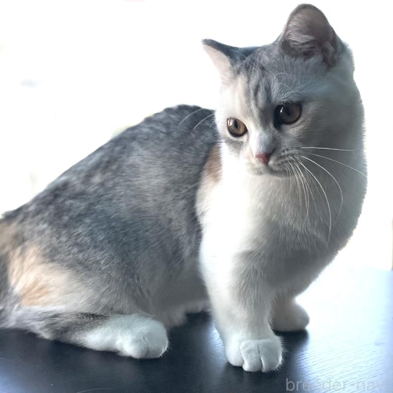 販売中の愛知県のミヌエット(短足)-121827