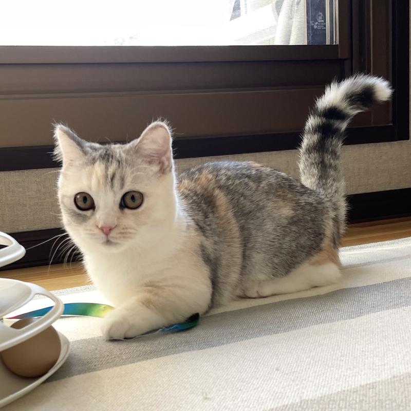 販売中の愛知県のミヌエット(短足)-121827