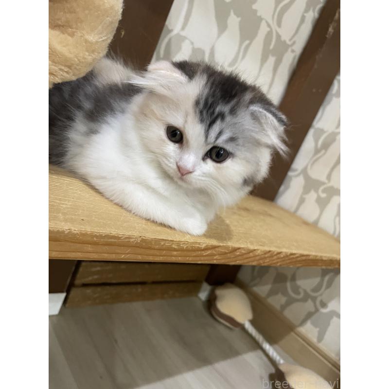 販売中の愛知県のスコティッシュフォールド(折れ耳)-129080の3枚目