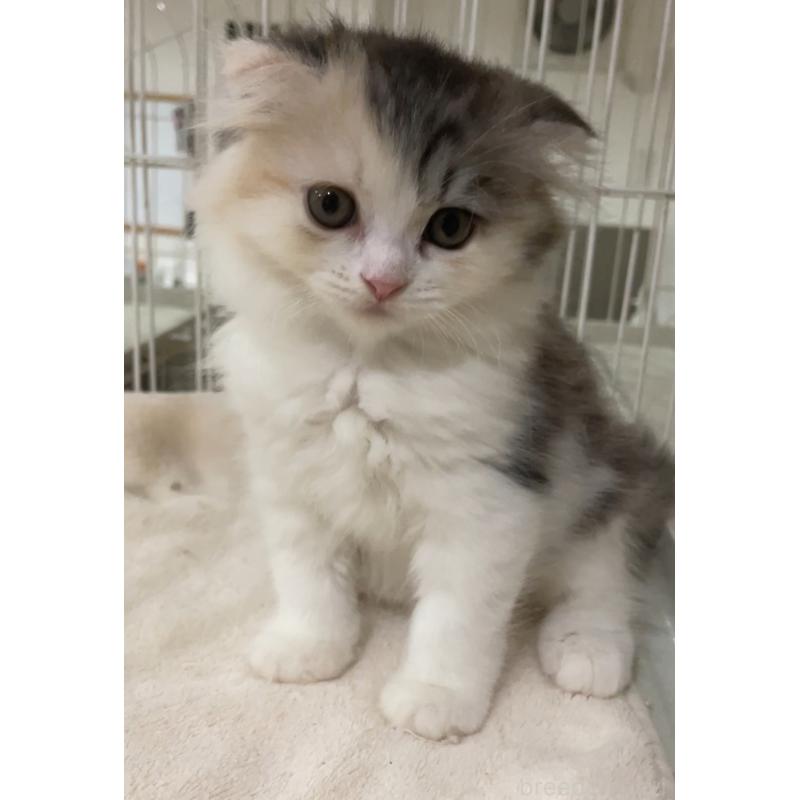販売中の愛知県のスコティッシュフォールド(折れ耳)-129080の2枚目
