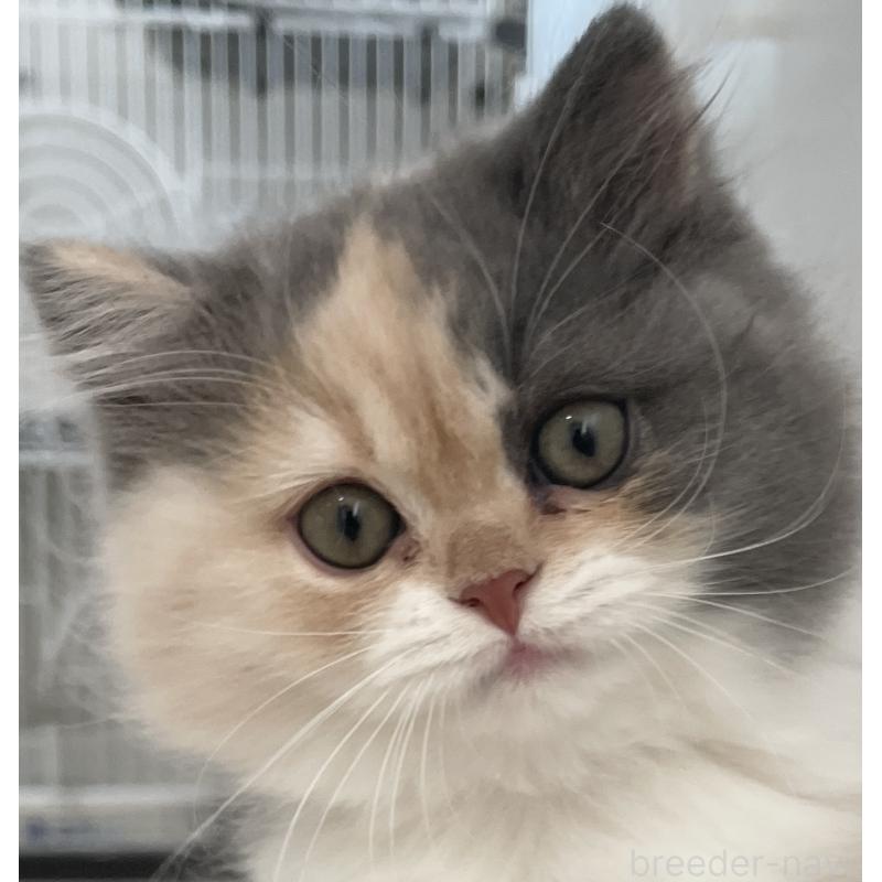 販売中の愛知県のスコティッシュフォールド-129390の3枚目