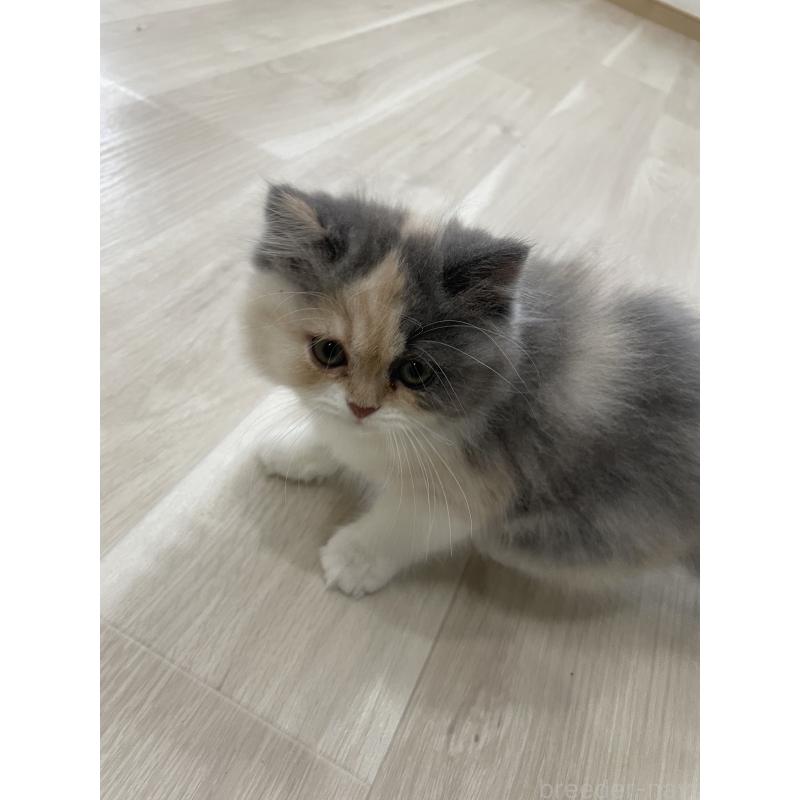 販売中の愛知県のスコティッシュフォールド-129390の2枚目