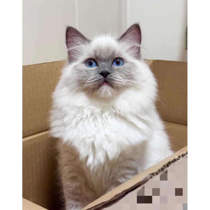 成約済の神奈川県のラグドール-119438の3枚目