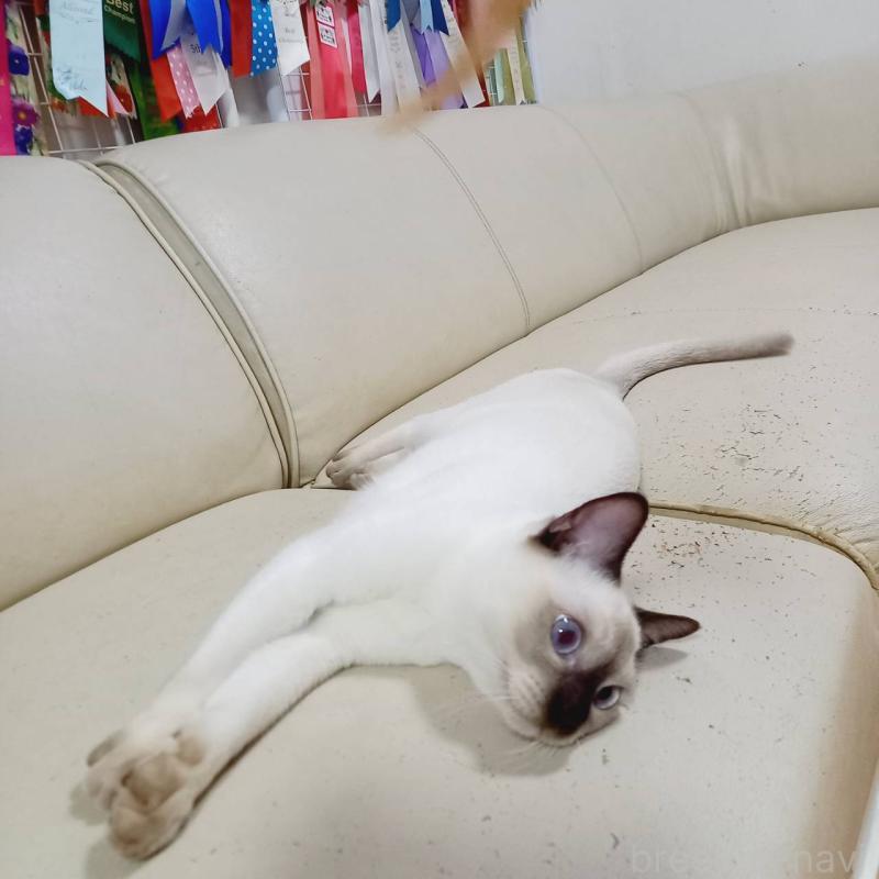 販売中の埼玉県のトンキニーズ-127121