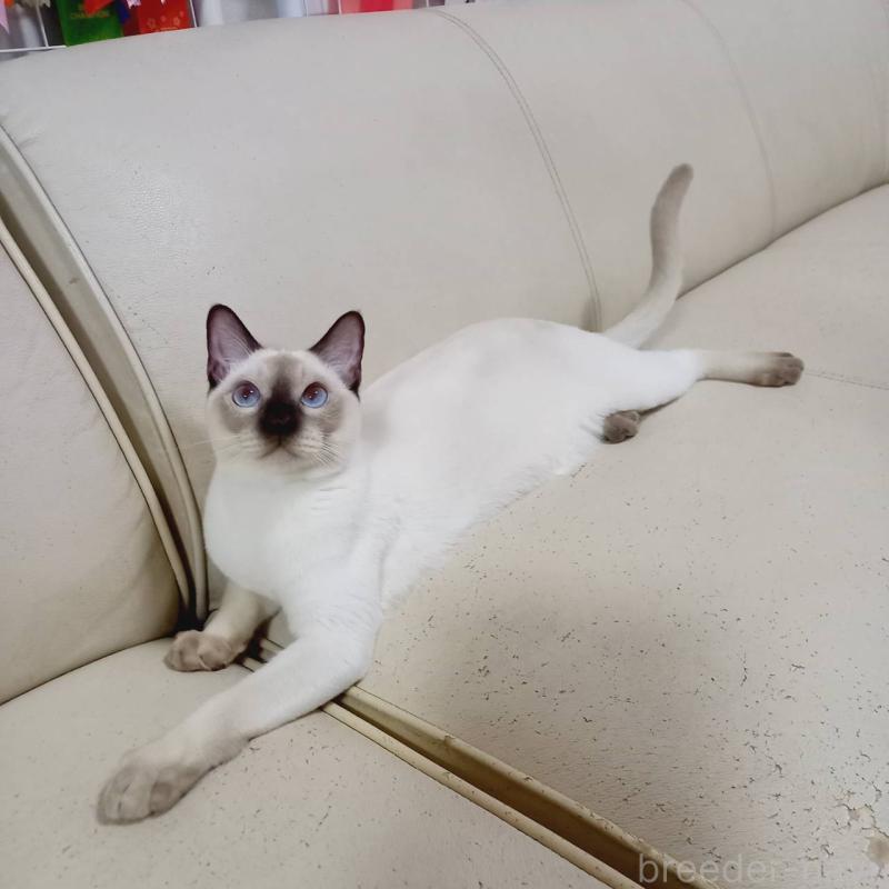 販売中の埼玉県のトンキニーズ-127121の7枚目