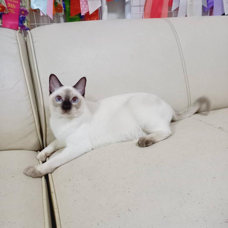 販売中の埼玉県のトンキニーズ-127121の6枚目