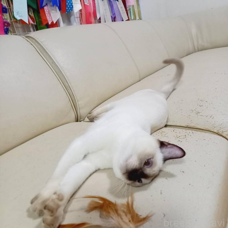 販売中の埼玉県のトンキニーズ-127121の5枚目