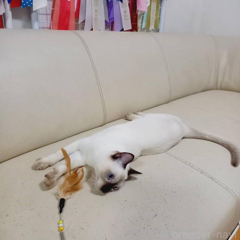 販売中の埼玉県のトンキニーズ-127121の4枚目