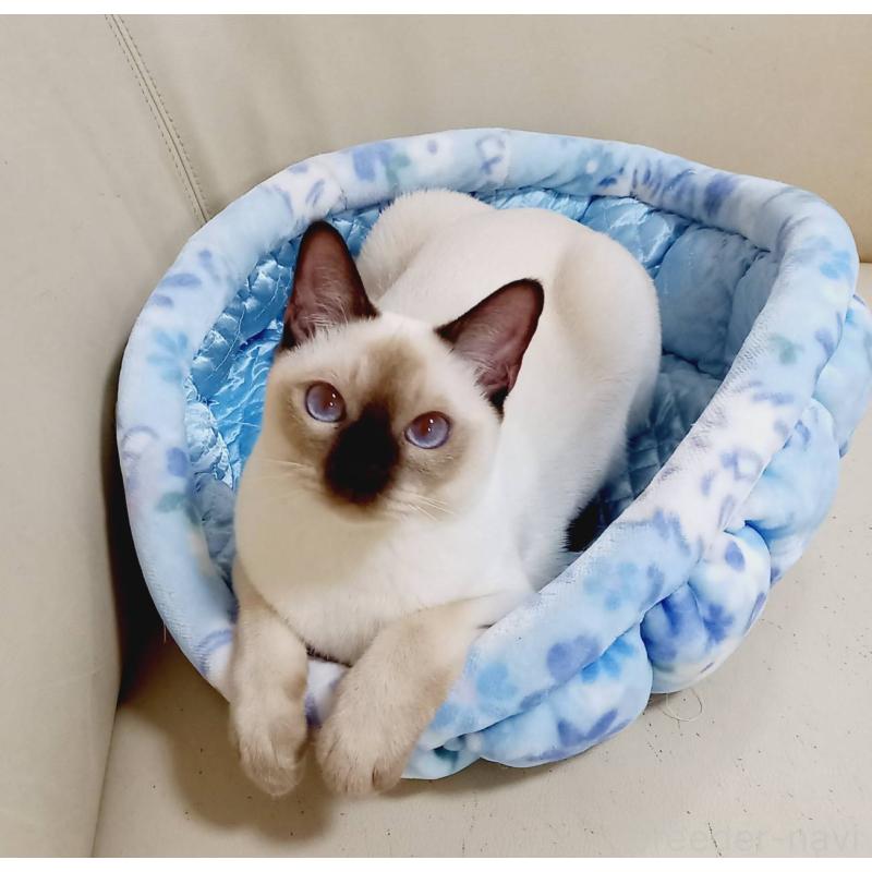 販売中の埼玉県のトンキニーズ-127121の3枚目