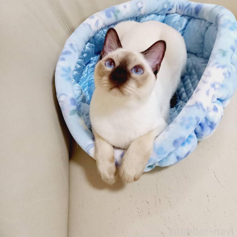 販売中の埼玉県のトンキニーズ-127121の2枚目