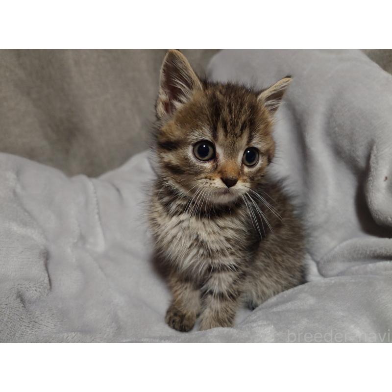 販売中の大分県のミックス-131669の5枚目