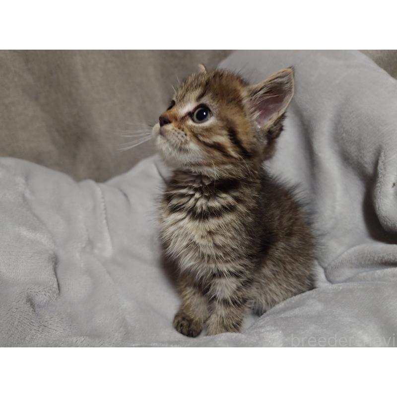 販売中の大分県のミックス-131669の4枚目