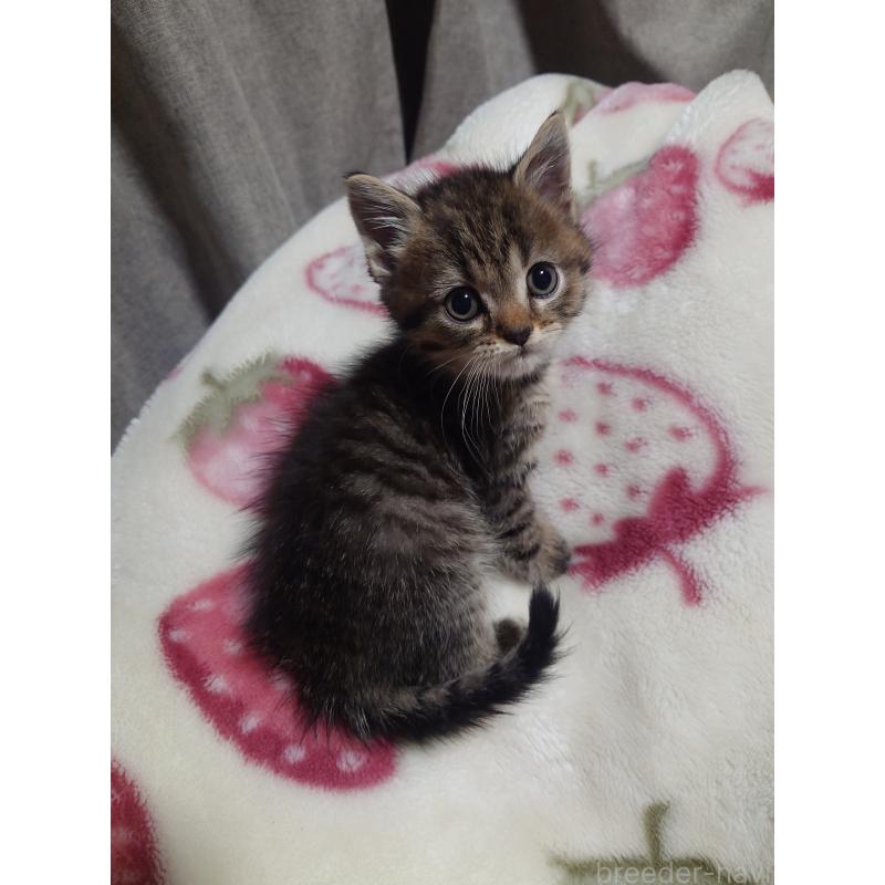 販売中の大分県のミックス-131669の3枚目