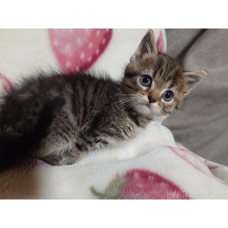 販売中の大分県のミックス-131669の2枚目