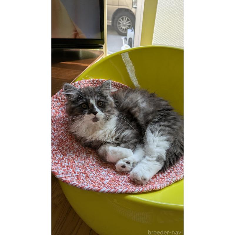 販売中の広島県のマンチカン-109357の2枚目