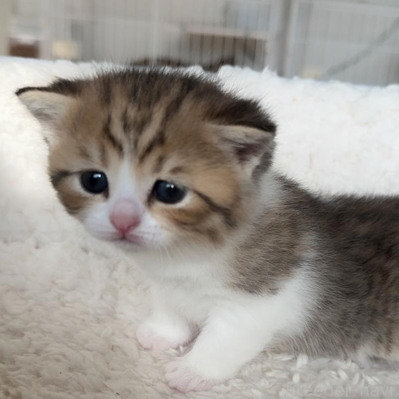 販売中の埼玉県のスコティッシュストレート-131670の1枚目