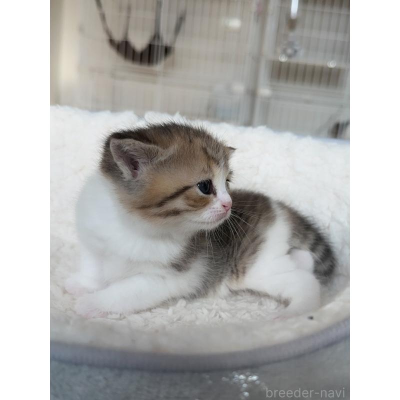 販売中の埼玉県のスコティッシュストレート-131670の5枚目