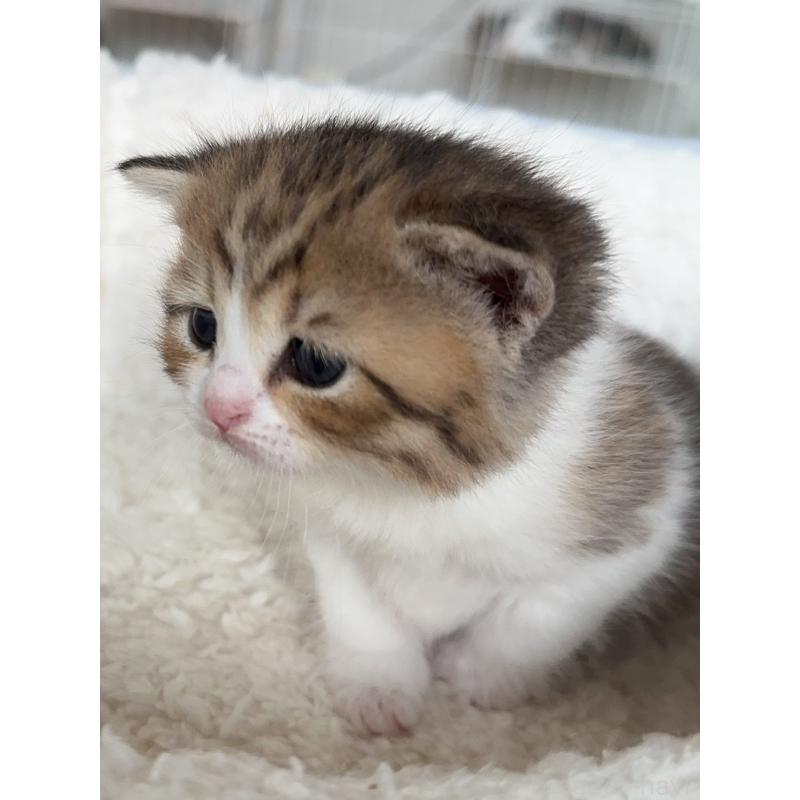 販売中の埼玉県のスコティッシュストレート-131670の4枚目