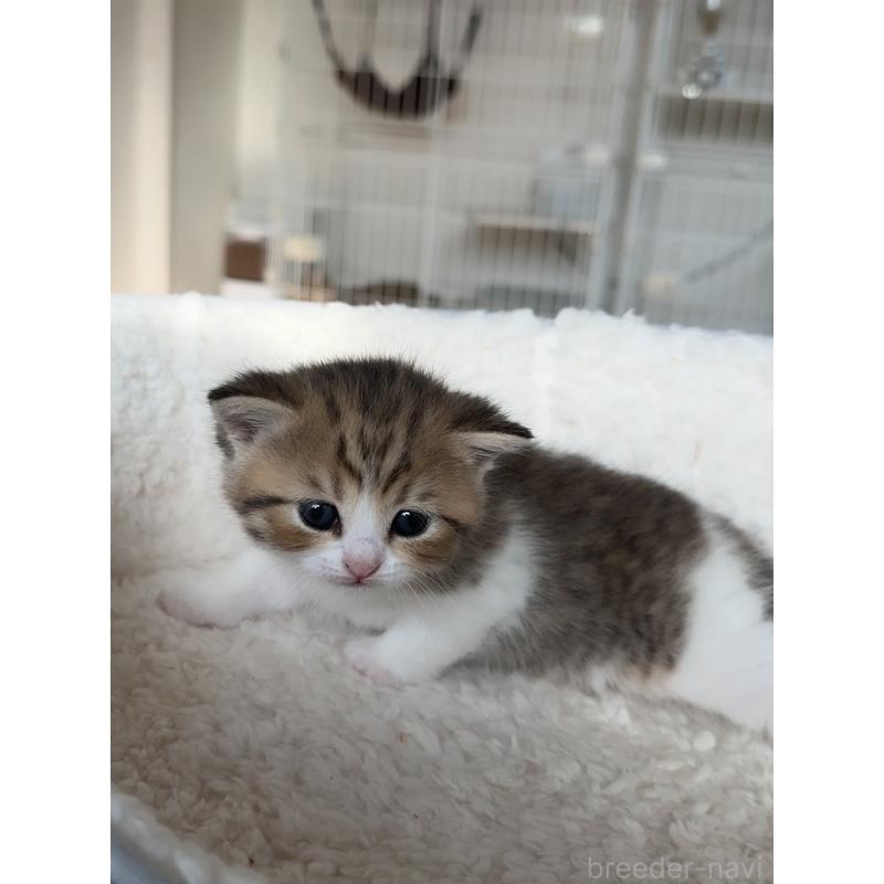 販売中の埼玉県のスコティッシュストレート-131670の3枚目