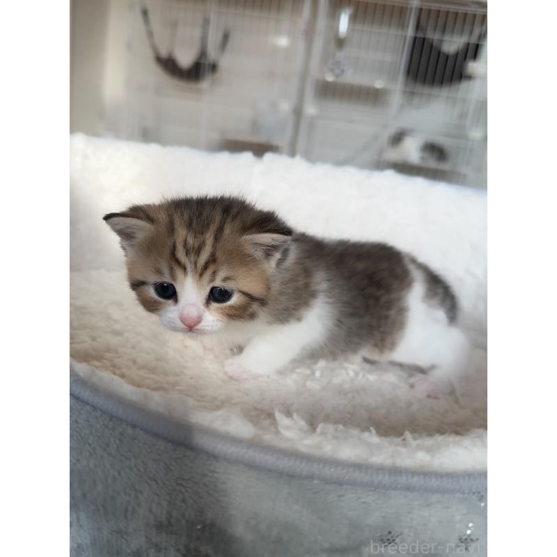 販売中の埼玉県のスコティッシュストレート-131670の2枚目