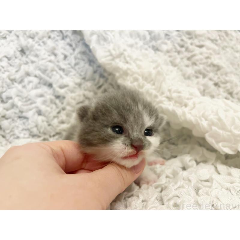 販売中の島根県のブリティッシュショートヘア-131740の2枚目