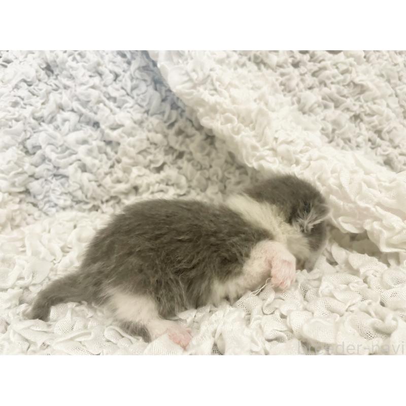 販売中の島根県のブリティッシュショートヘア-131741の5枚目