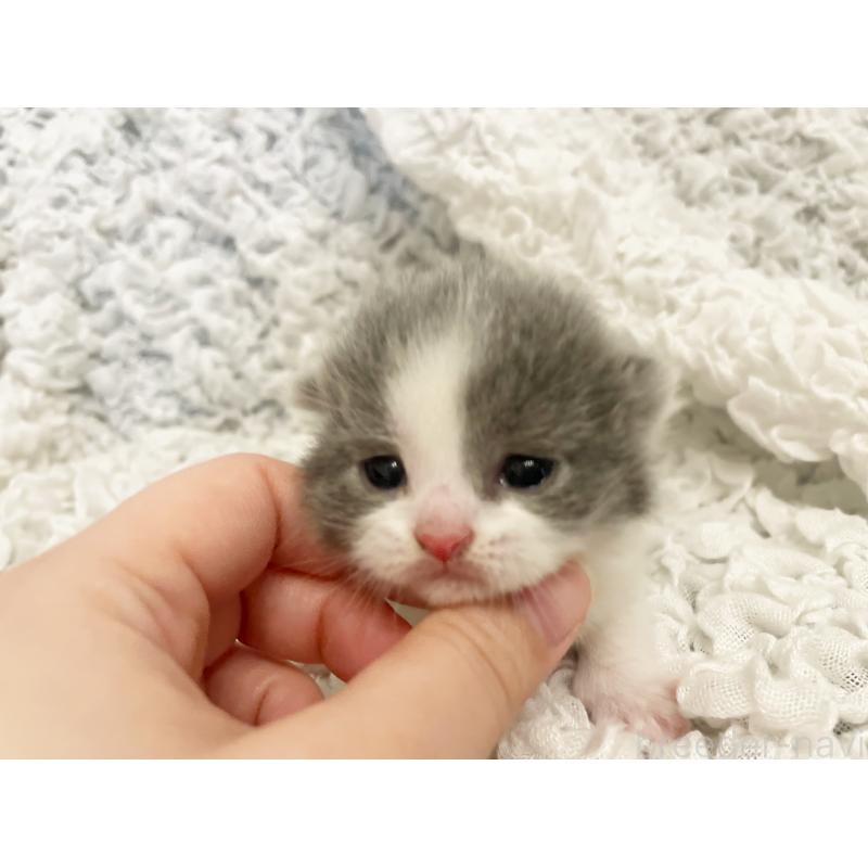 販売中の島根県のブリティッシュショートヘア-131741の4枚目