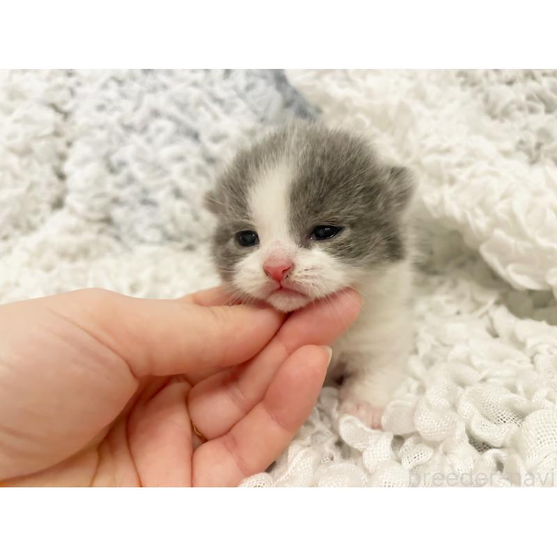 販売中の島根県のブリティッシュショートヘア-131741の3枚目