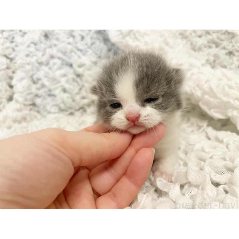 販売中の島根県のブリティッシュショートヘア-131741の2枚目