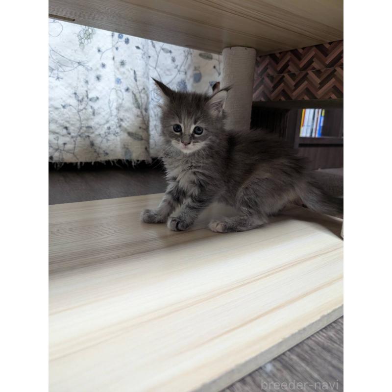 販売中の三重県のメインクーン-131742の6枚目