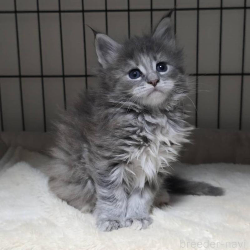 販売中の三重県のメインクーン-131742