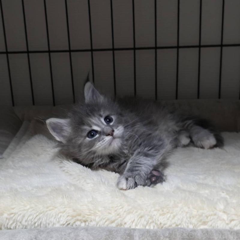 販売中の三重県のメインクーン-131742の5枚目