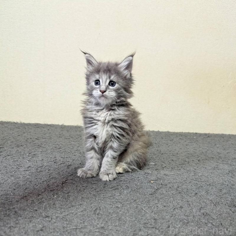 販売中の三重県のメインクーン-131742の4枚目