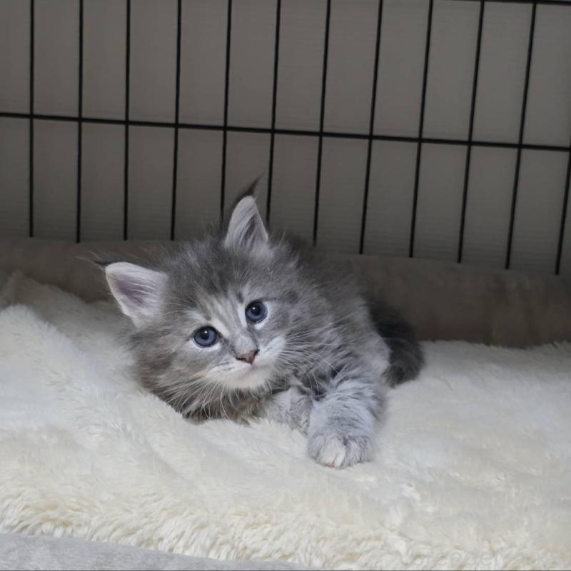 販売中の三重県のメインクーン-131742の2枚目