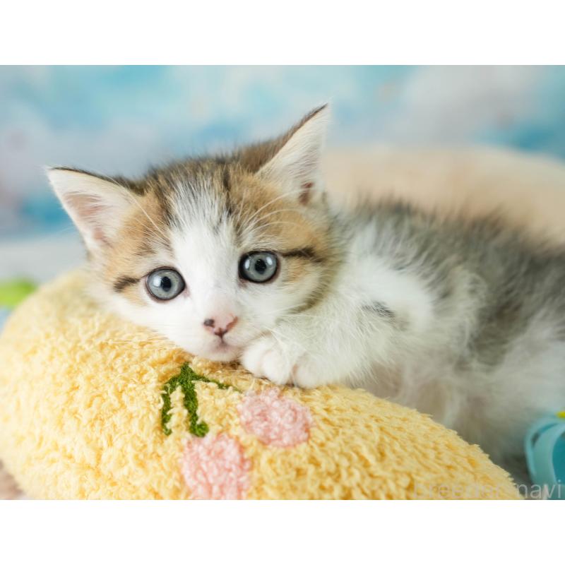 販売中の埼玉県のミヌエット-131743の11枚目