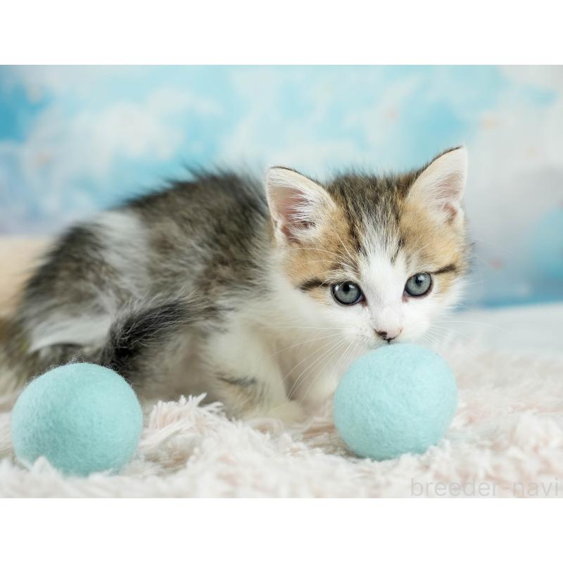 販売中の埼玉県のミヌエット-131743の10枚目