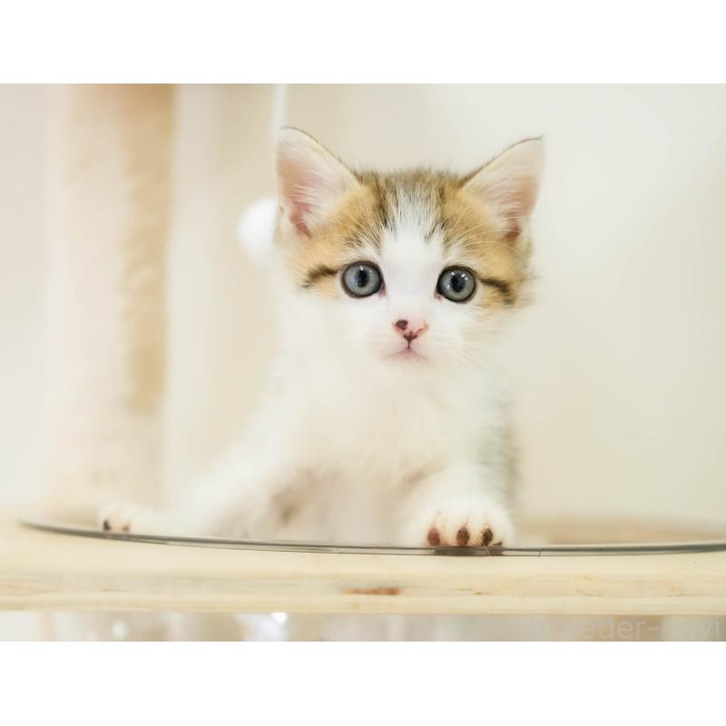 販売中の埼玉県のミヌエット-131743の9枚目