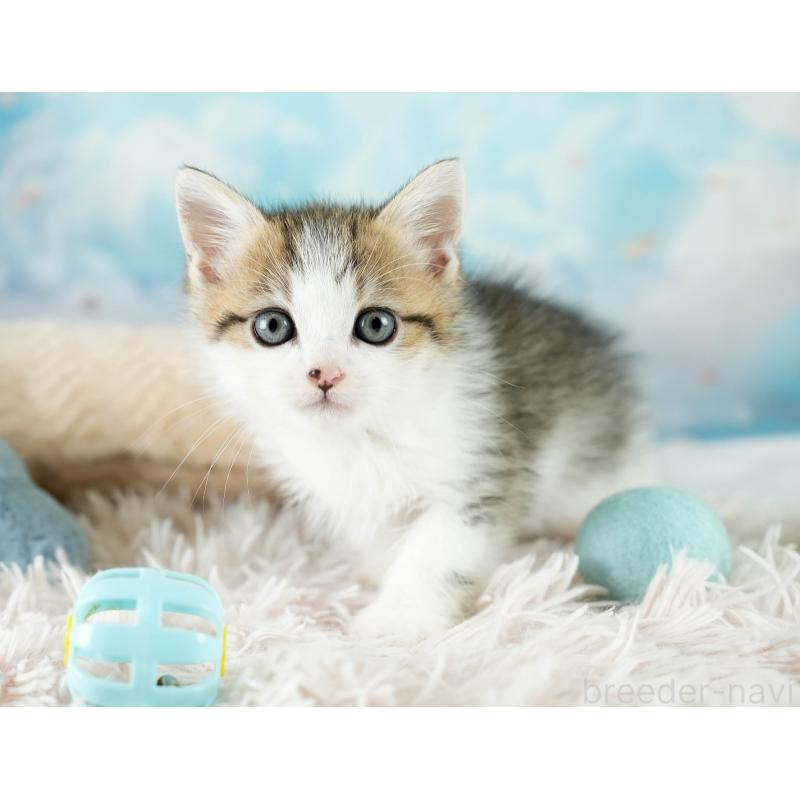 販売中の埼玉県のミヌエット-131743の8枚目