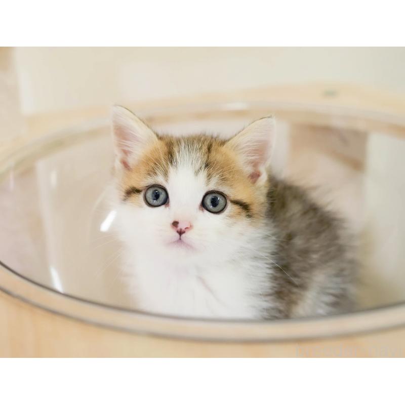 販売中の埼玉県のミヌエット-131743の7枚目