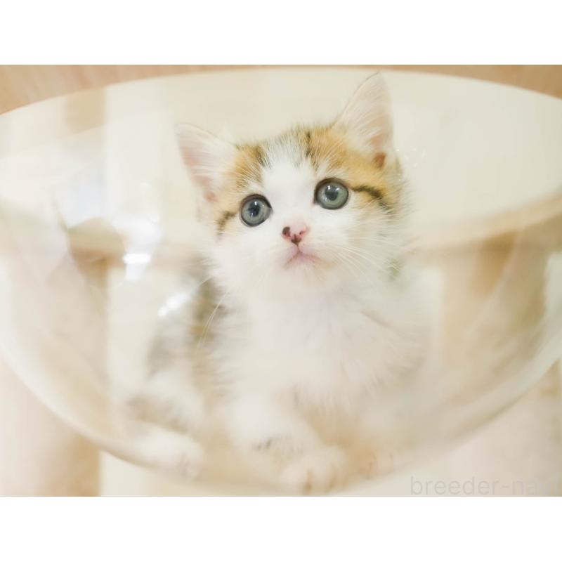 販売中の埼玉県のミヌエット-131743の6枚目