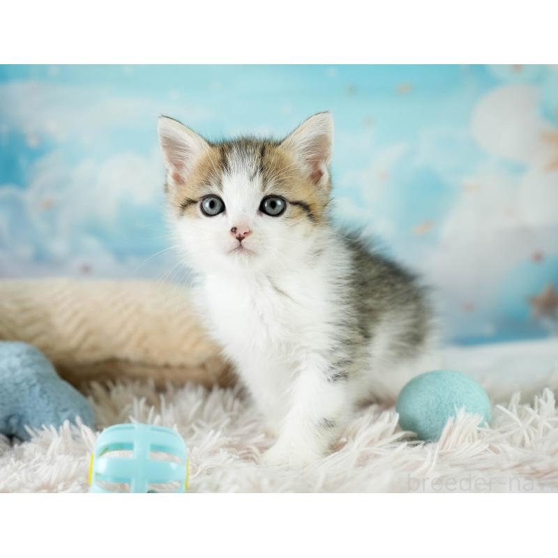 販売中の埼玉県のミヌエット-131743の5枚目