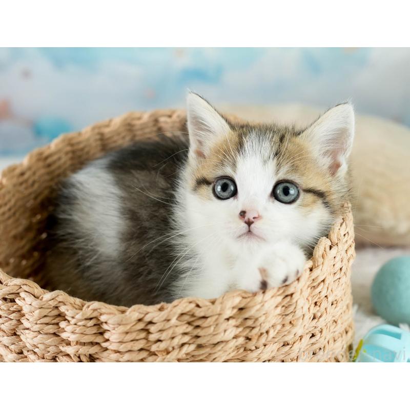 販売中の埼玉県のミヌエット-131743の4枚目